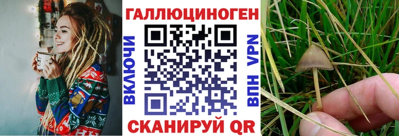 Галлюциногенные грибы Psilocybe  Медногорск 